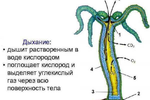 Что такое кракен шоп