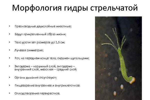 Кракен верное зеркало